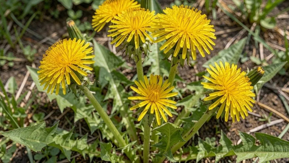 Image de dandelion (pissenlit).