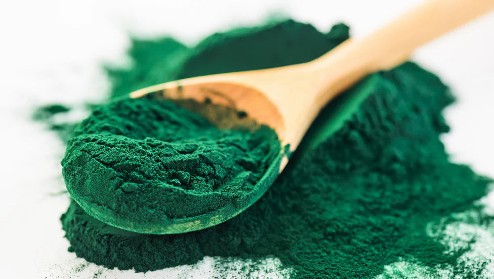 Photo d'une poudre de spiruline dans une cuiellere en bois. 