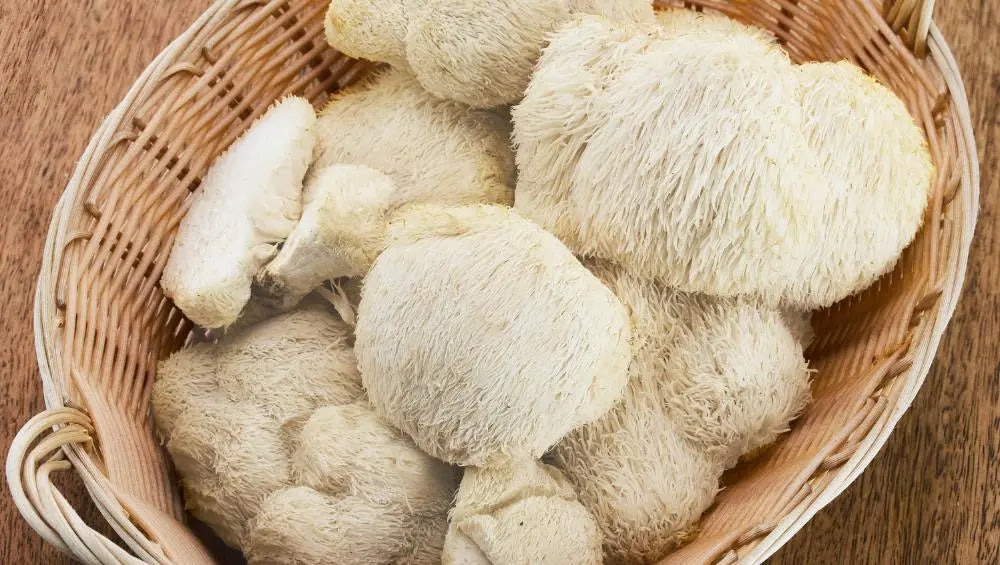Photo de plusieurs champignons Lion's Mane dans un panier 