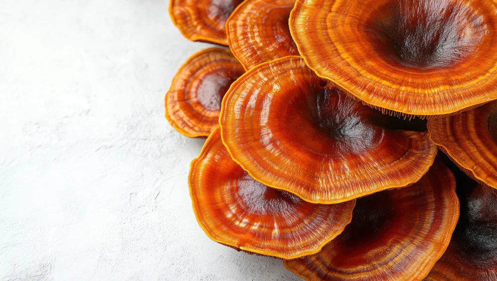 champignon reishi, photo du champignons aux nombreux bienfaits
